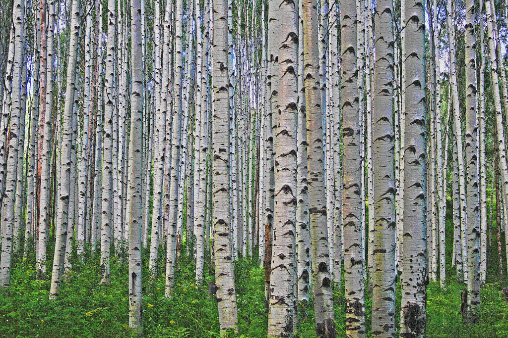 Not see the forest for the trees meaning
