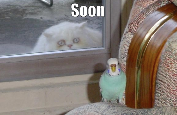 Soon LOLcat