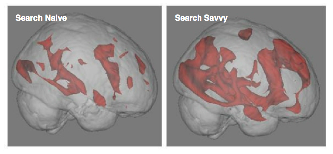 UCLA brain and search study