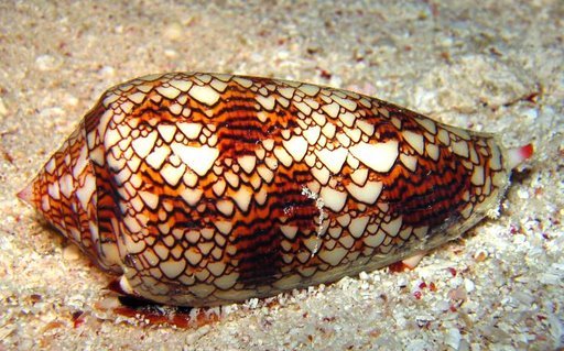 Cone Snail