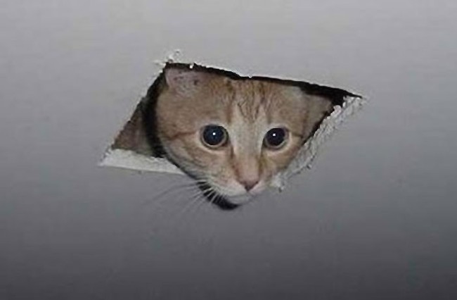 Ceiling Cat