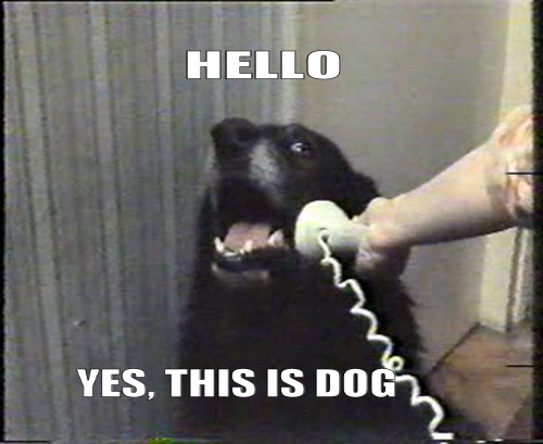 Dog Answering The Phone
