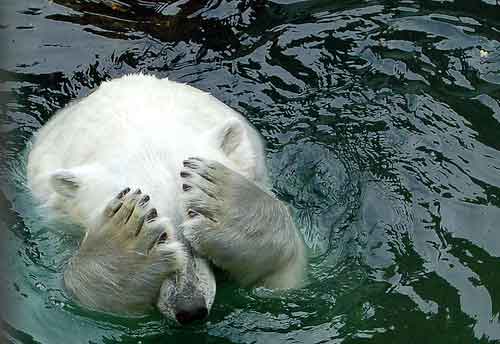 Polar Bear Covering Eyes