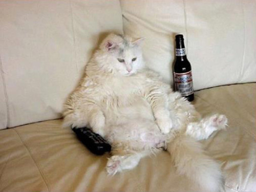 Cat on Couch with Beer and TV Remote