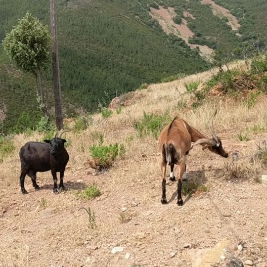 Friendly French Goats